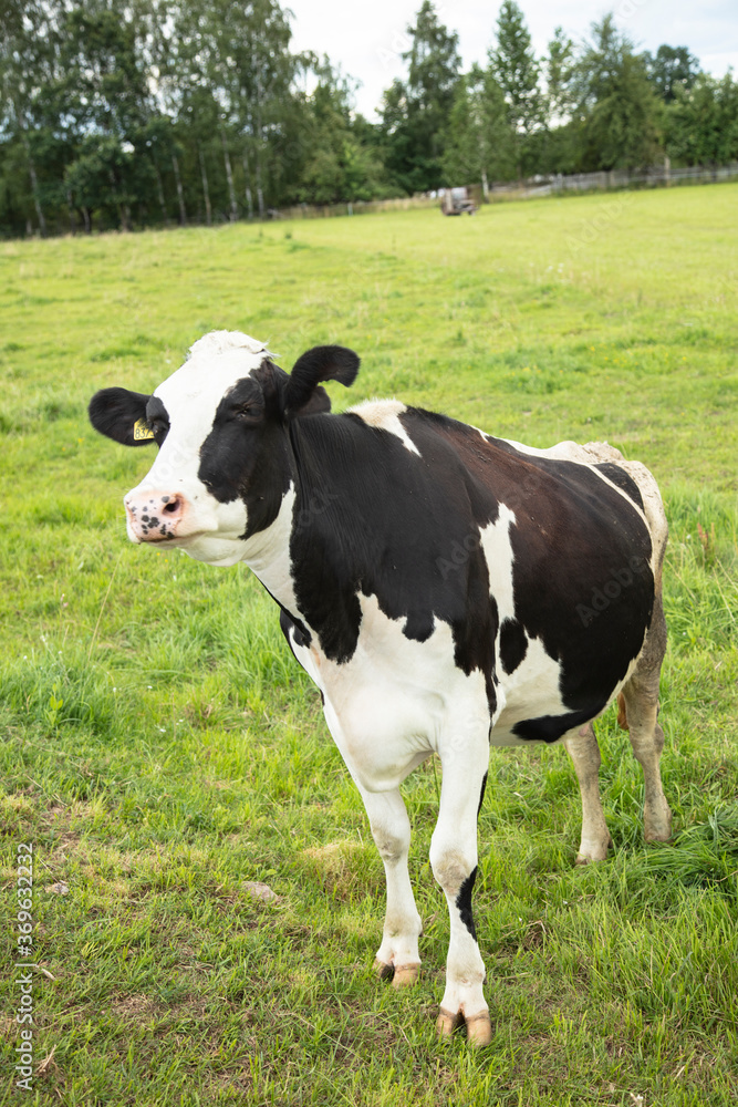 cows in the pasture on a sunny summer day