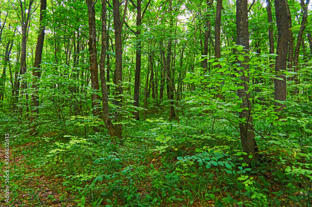 Obraz premium Beautiful dense deciduous forest. National park. Reserve.