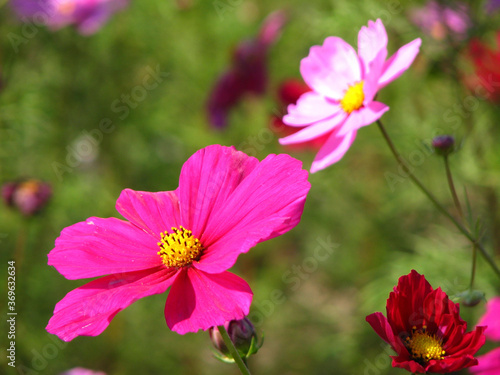 Closeup shot of pink lovely Common Cosmos flower on the blurred background photo
