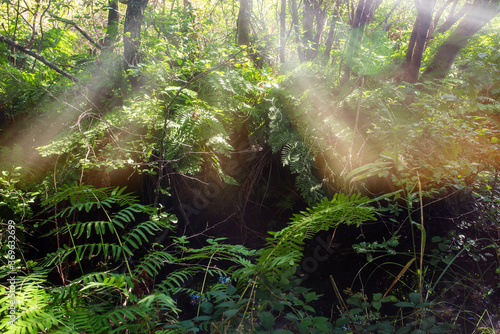 magnificent landscapes of a stream crossing the forest