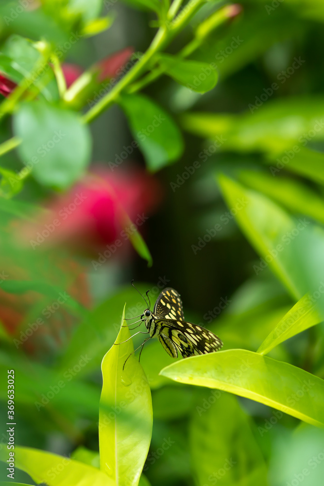 Fototapeta premium butterfly sitting in green leaves