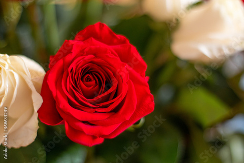 Wallpaper Mural Red rose with a place for the text. Torontodigital.ca