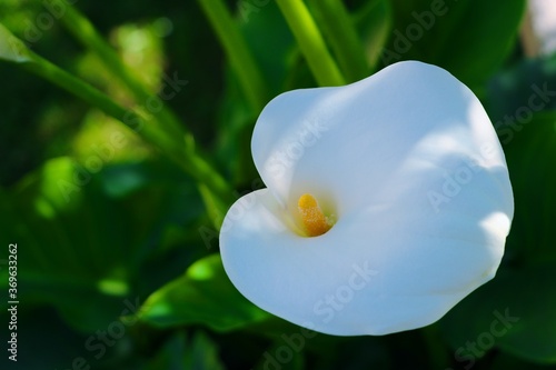 Beautifull giant white arum lily