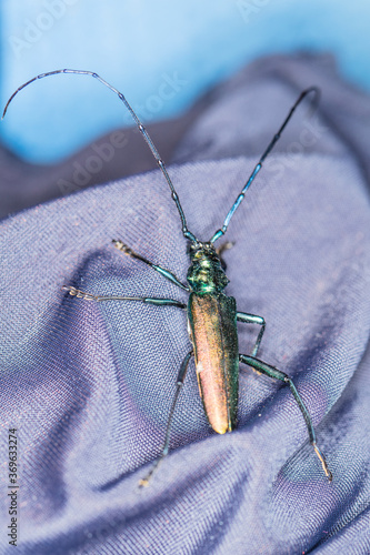 Cerambycidae,  beetle in a beautiful color walks on the material photo