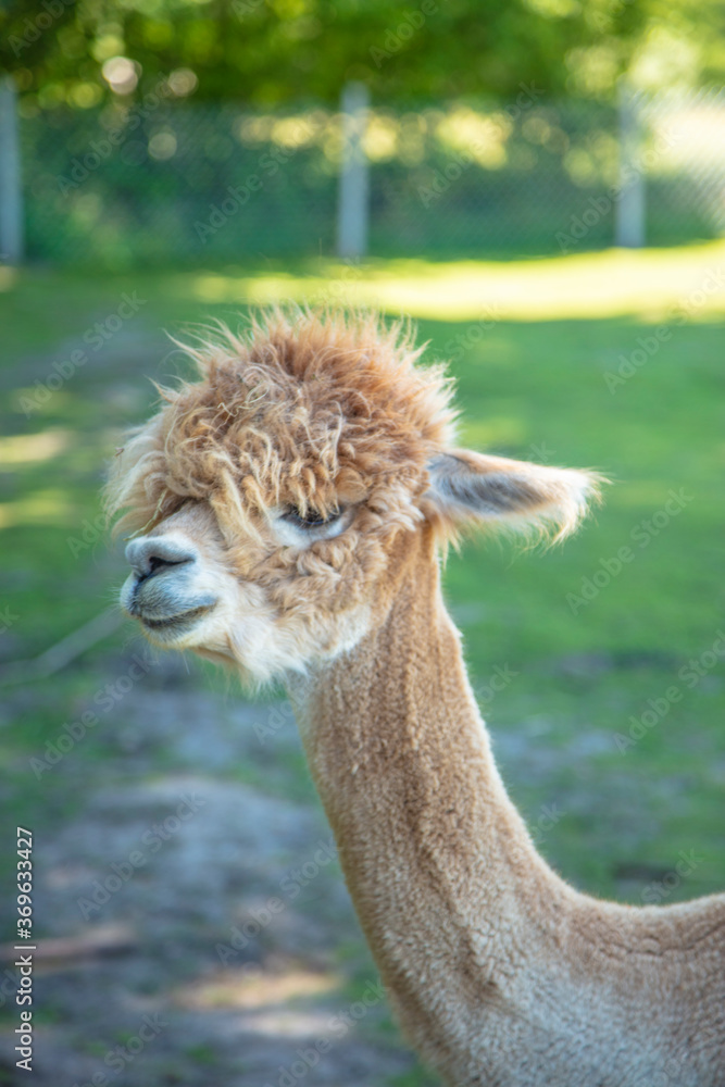 Obraz premium Beautiful South American alpacas in a free range
