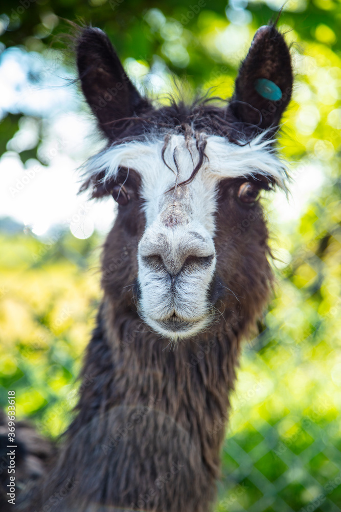 Obraz premium Beautiful South American alpacas in a free range