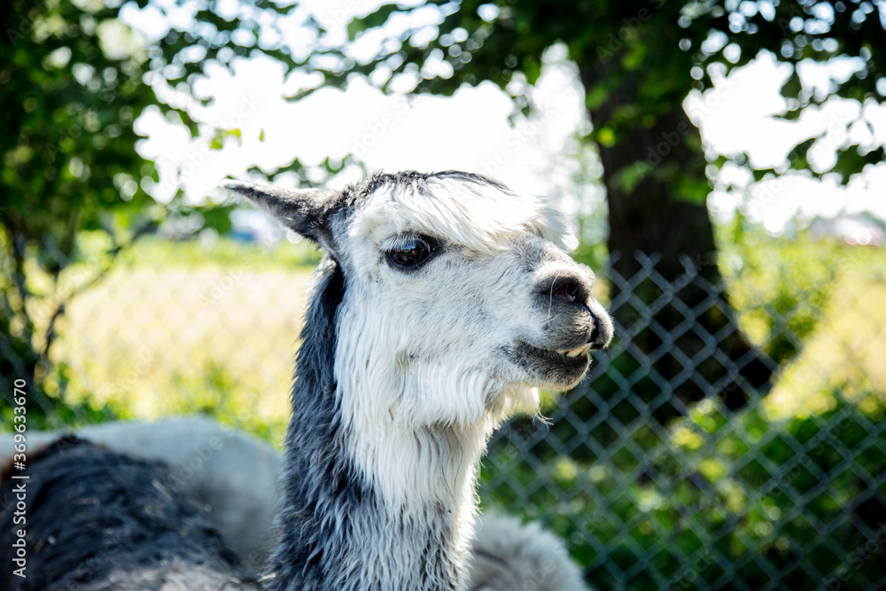 Beautiful South American alpacas in a free range Beautiful South American alpacas in a free range
