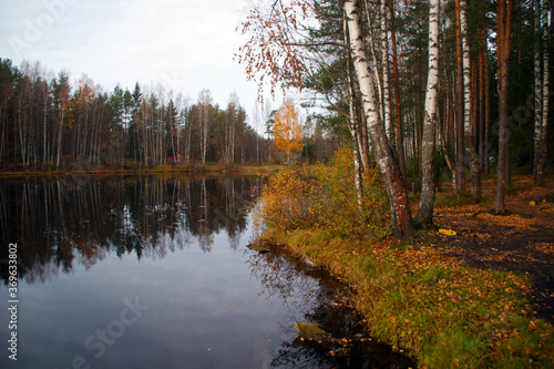 autumn forest in the morning