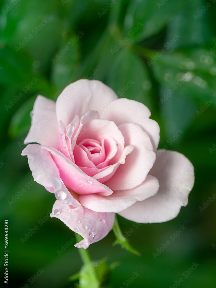 Close up pink of Damask Rose flower with blur background. Close up pink of Damask Rose flower with blur background.