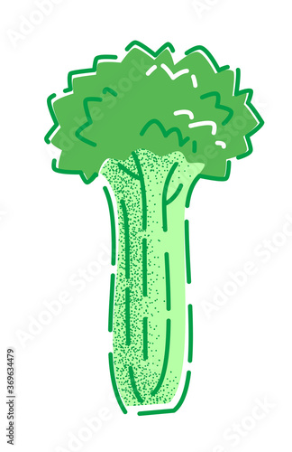 Celery. Vector illustration of a tasty green vegetable in flat and line-art style for print, banner or postcard.