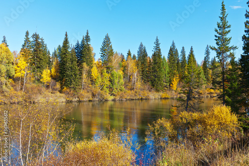 Bright yellowed forest on the banks of the Irkut River on a sunny autumn day. Beautiful landscape. Natural background. Siberia, Buryatia, Baikal region, Tunka Valley