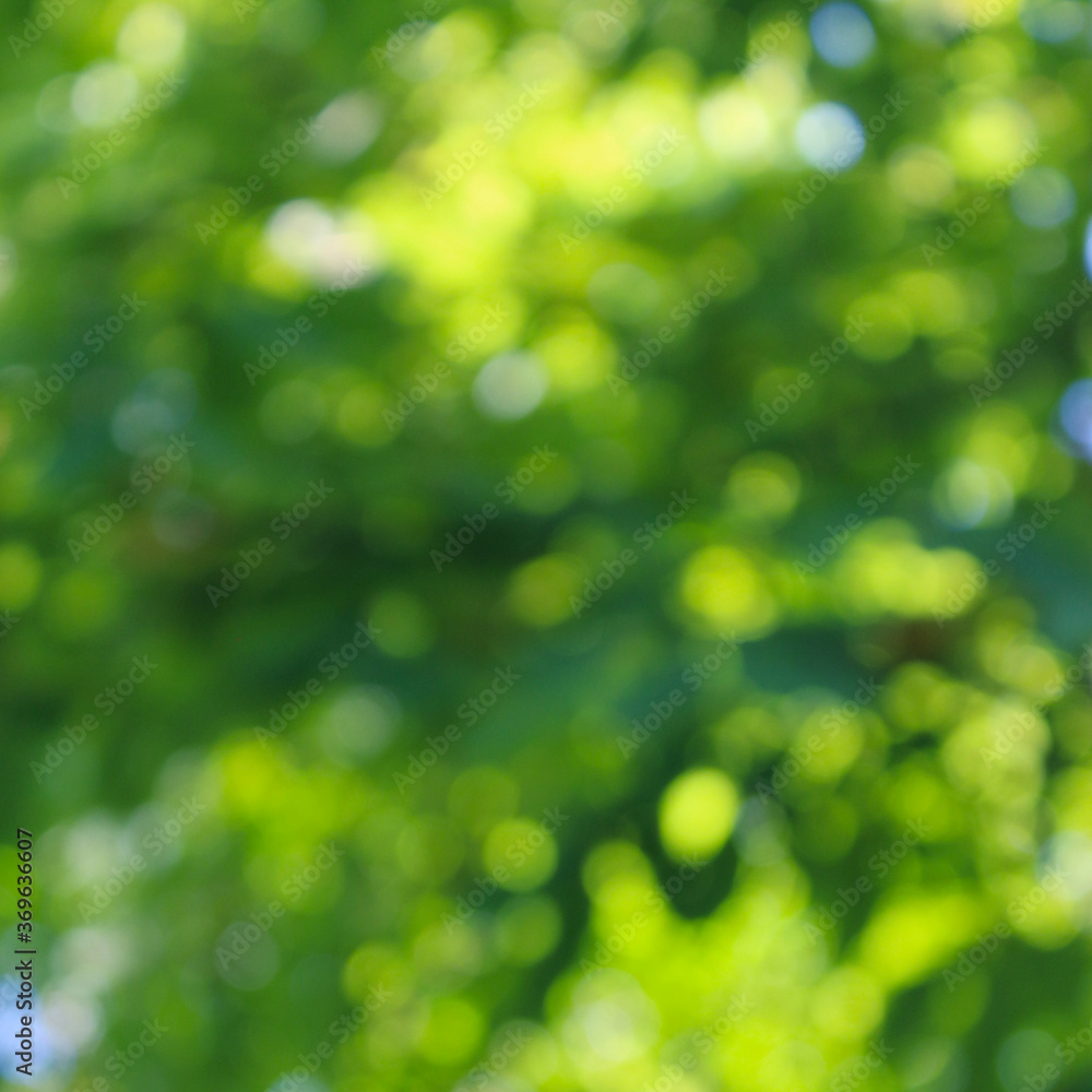 Obraz premium Bright green tree bokeh background