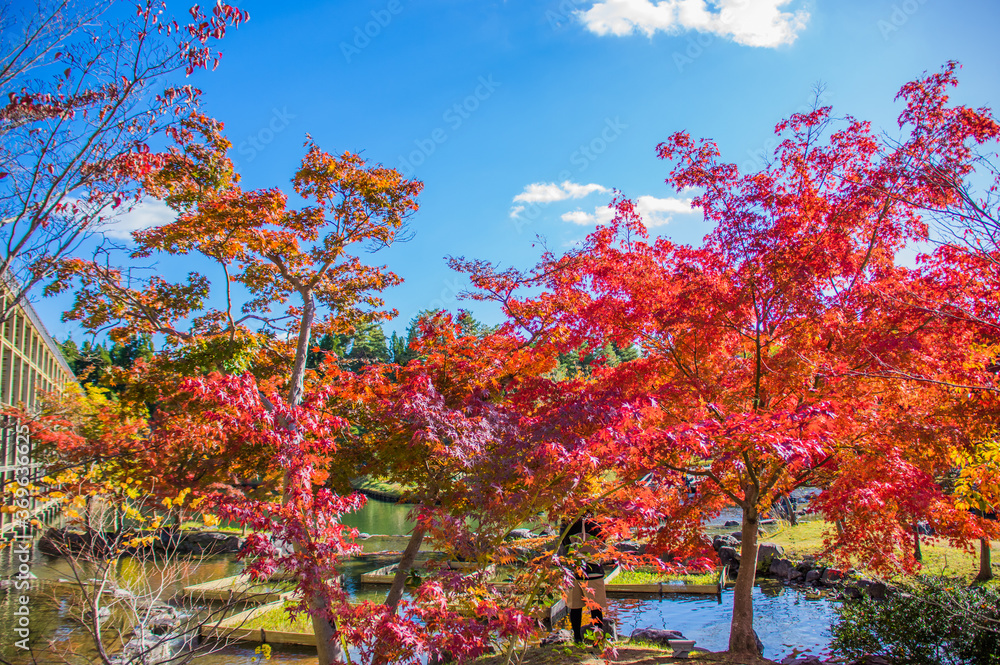 Naklejka premium 青空と紅葉 けいはんな記念公園