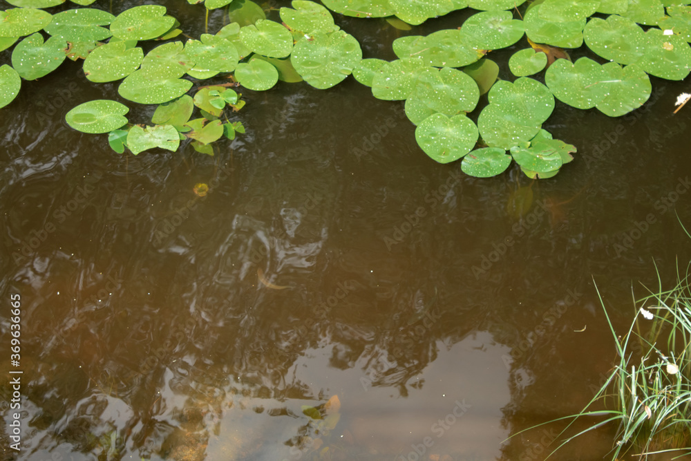 leaves of a water plant on the water surface leaves of a water plant on the water surface