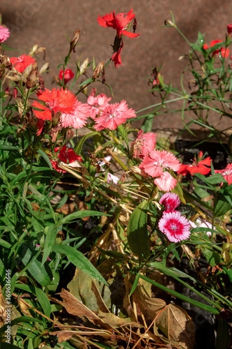 Fototapeta Naklejka Na Ścianę i Meble -  summer plant with flowers in a city flower bed