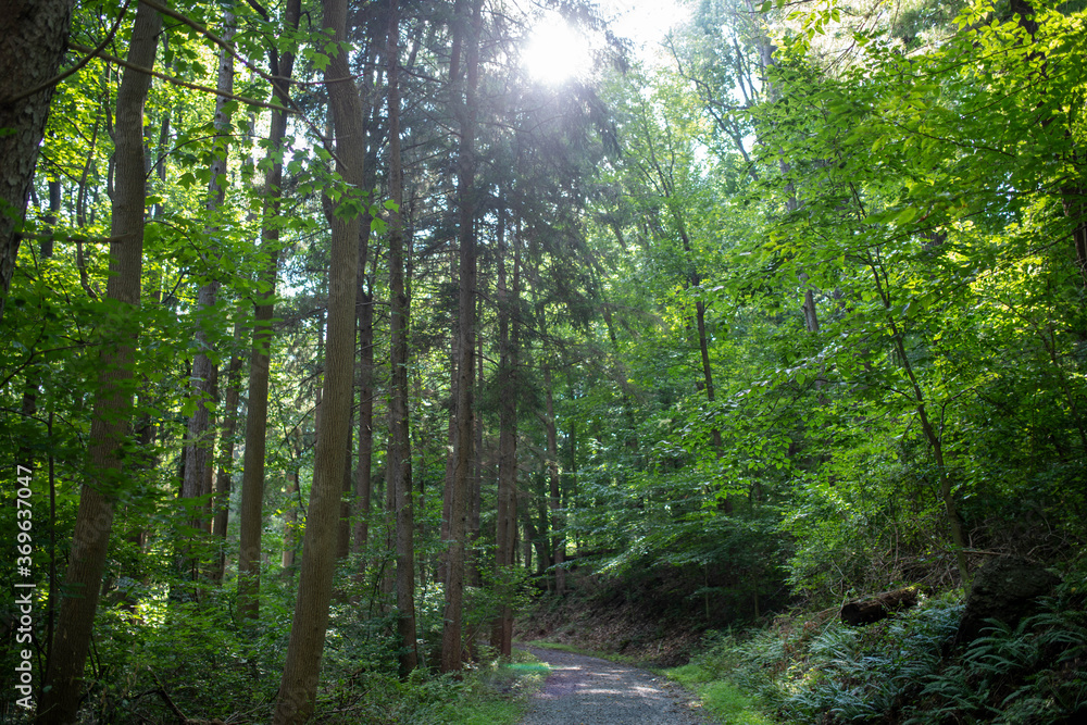 Tall green trees surround a woodland path in the center. Full frame tranquil image with sun beaming through the top branches. Tall green trees surround a woodland path in the center. Full frame tranquil image with sun beaming through the top branches.