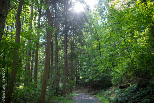 Tall green trees surround a woodland path in the center. Full frame tranquil image with sun beaming through the top branches.