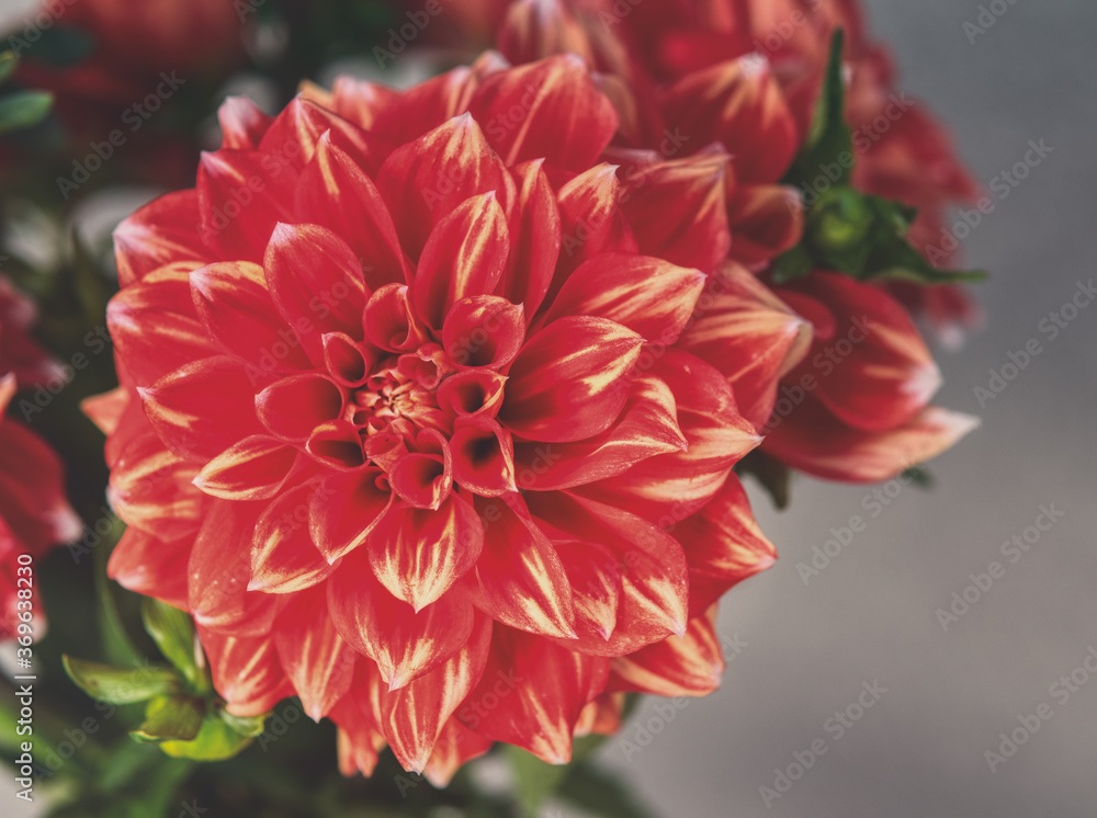 red dahlia flower in garden red dahlia flower in garden