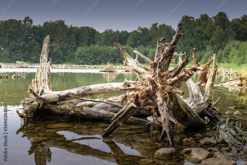 Large root of an old tree lies in the water. Dead trees in the lake. Large root of an old tree lies in the water. Dead trees in the lake.