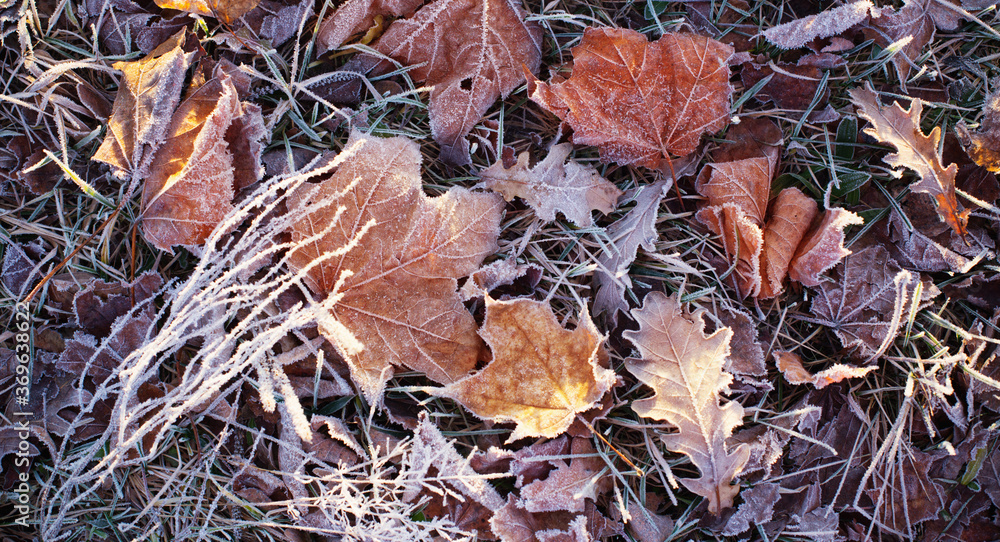 background with autumnal  frozen leaves