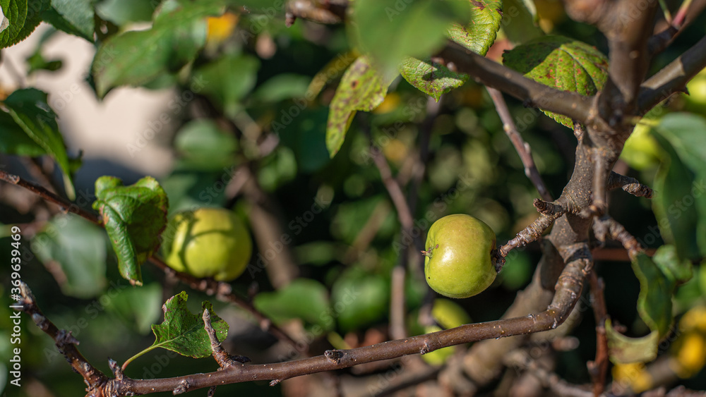 dzika jabłoń w ogrodzie