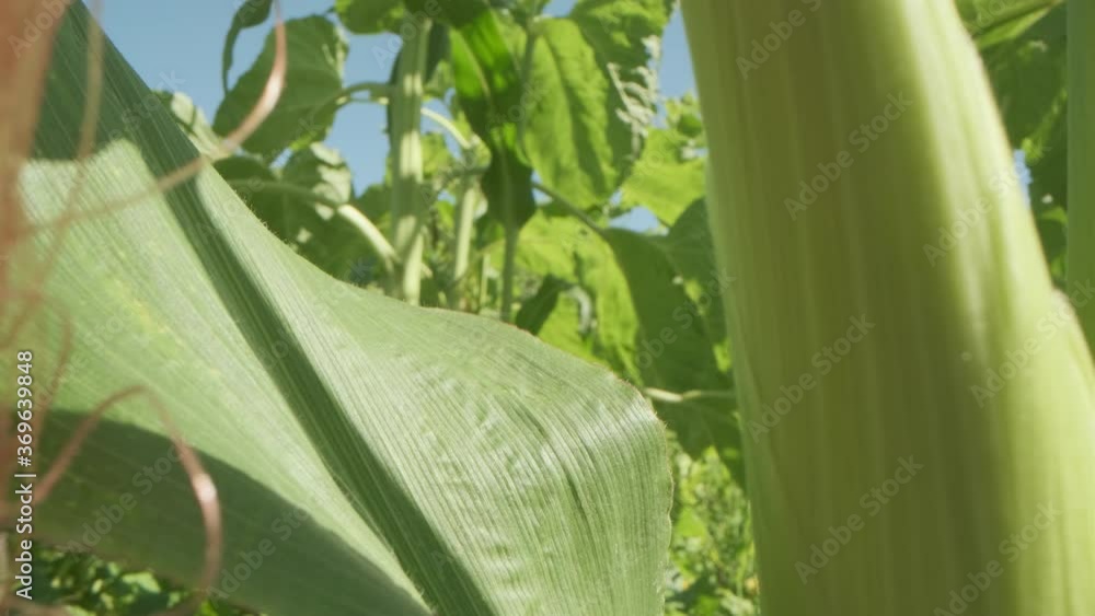 Growing corn close-up on an agricultural field. Environmentally friendly agriculture. Growing corn close-up on an agricultural field. Environmentally friendly agriculture.