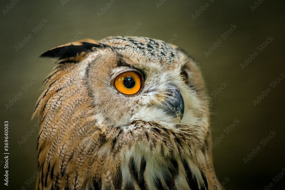 Fototapeta premium great eagle owl portrait in nature