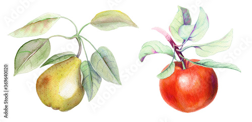 Vintage set with pear and apple branches watercolor illustration on a white background © Irina
