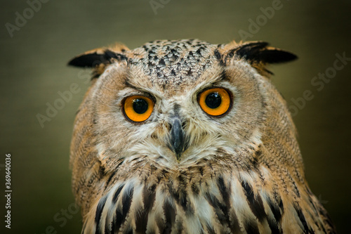 great eagle owl portrait in nature