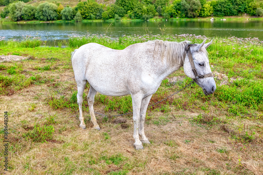 Obraz premium Elegant white mare standing at the riverside . Beautiful white horse 