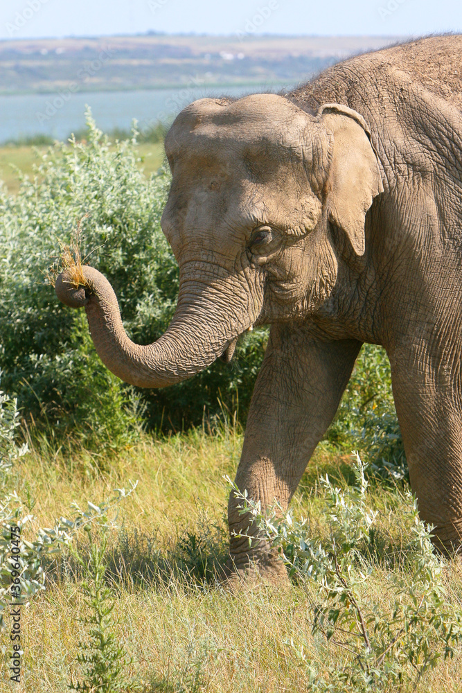 Fototapeta African elephant eating grass, summer sunny day