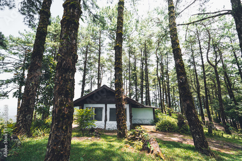 In the forest and green trees in the daytime