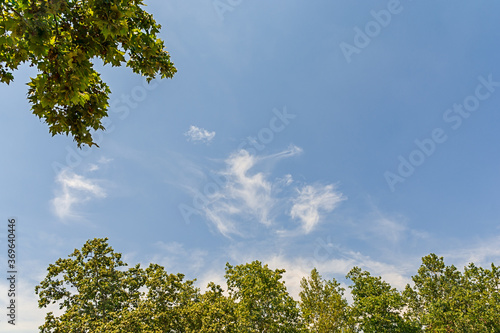 Cloudy blue sky background with green forest tree close