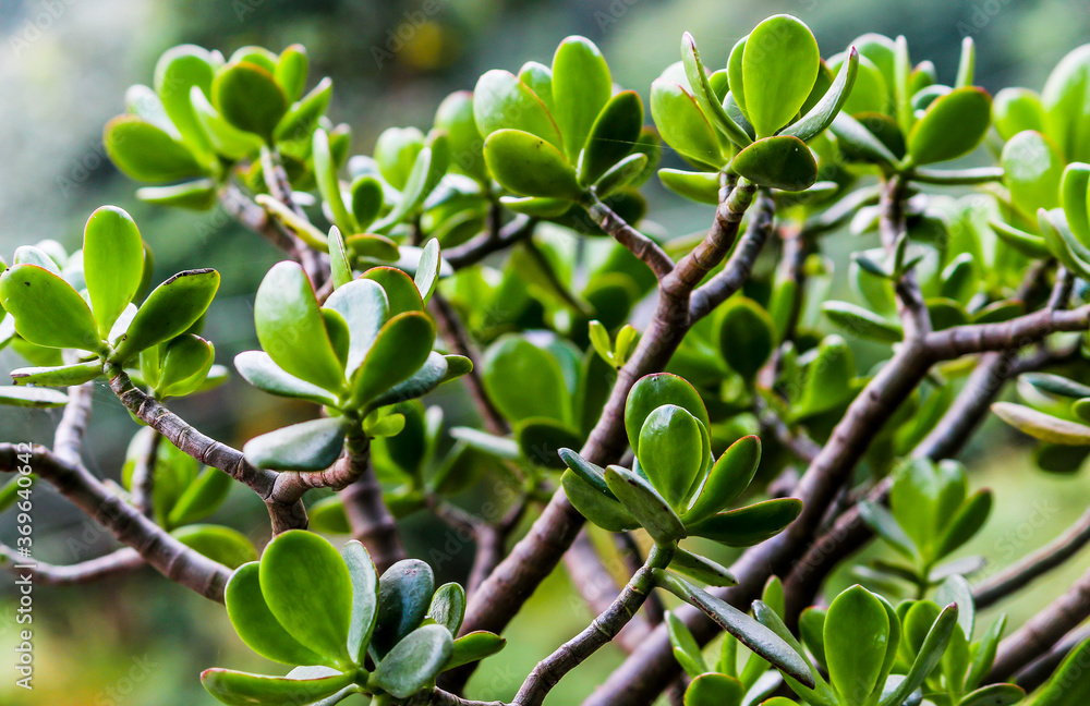 green leaves on a branch