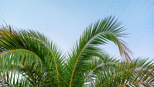  Palm leaves on the evening sky background. Tropical palm leaves against the sky with clouds. The concept of summer relaxation and tranquility