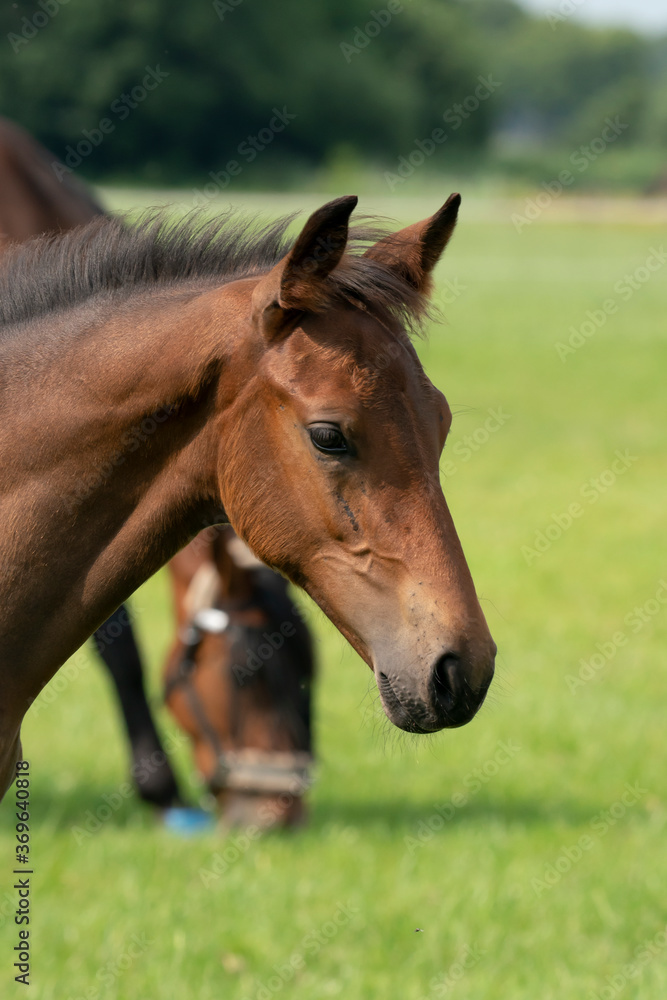 Attentive brown foal with head and mane in close-up Attentive brown foal with head and mane in close-up