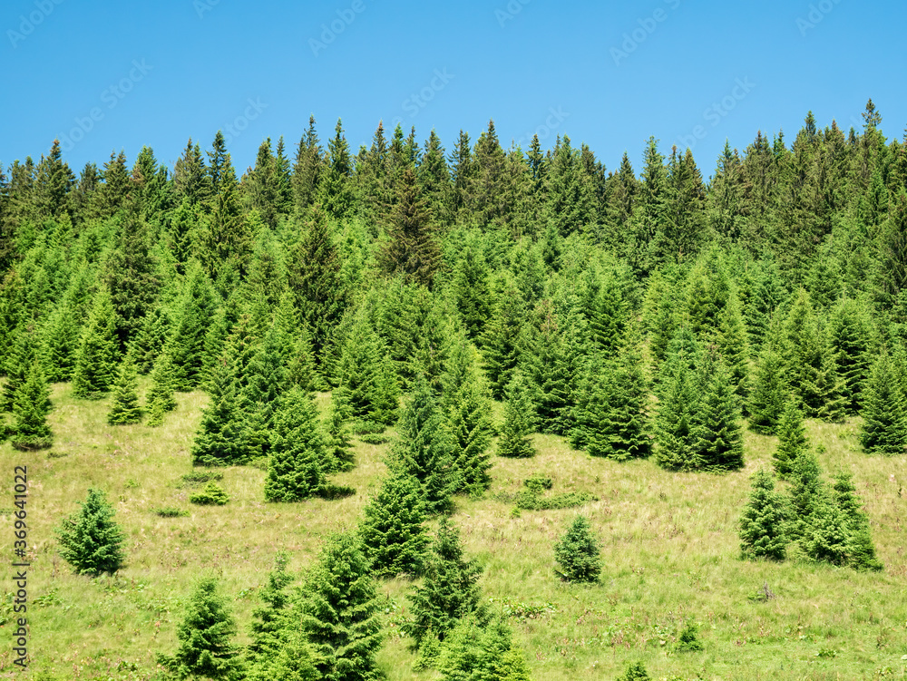 Landscape scenery in the Bucegi Mountains, part of the Carpathian Mountains. Pine tree forest in the mountains Landscape scenery in the Bucegi Mountains, part of the Carpathian Mountains. Pine tree forest in the mountains