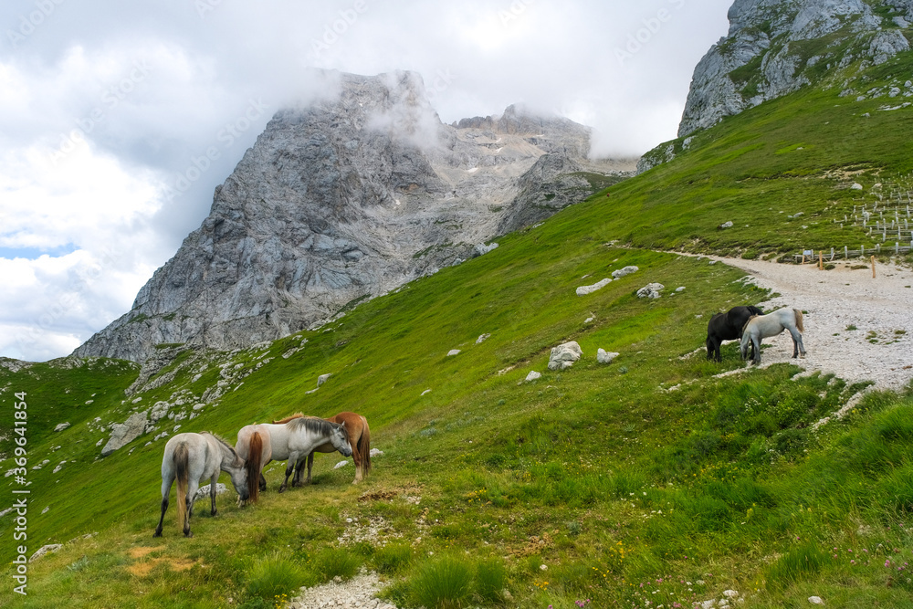 group of horses on the heights of the Gran Sasso mountain area with a view of the great horn
