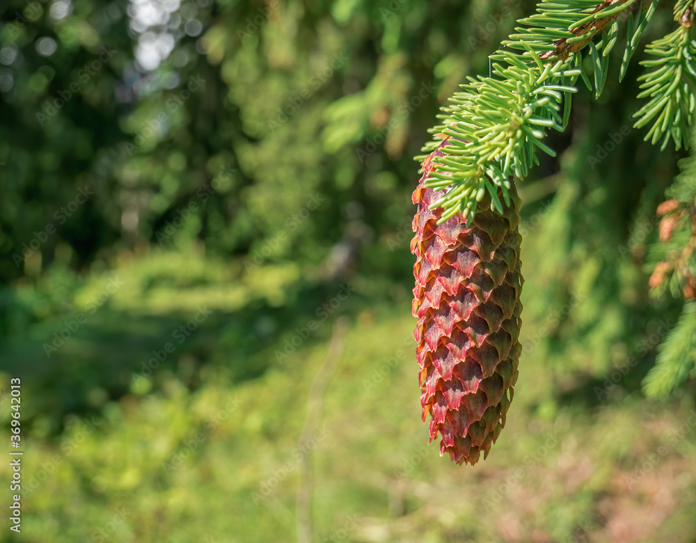 Pinus lambertiana or sugar pine cone. Close up with a pine cone in a tree Pinus lambertiana or sugar pine cone. Close up with a pine cone in a tree
