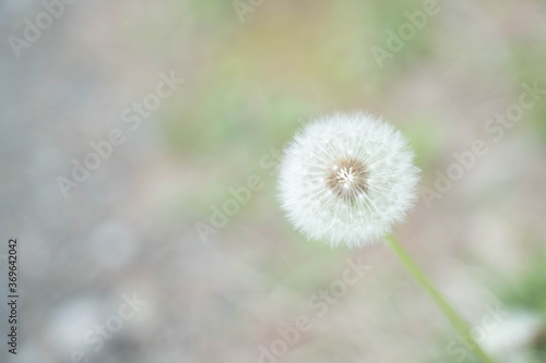 Wallpaper Mural 風に舞う綿毛6 Torontodigital.ca