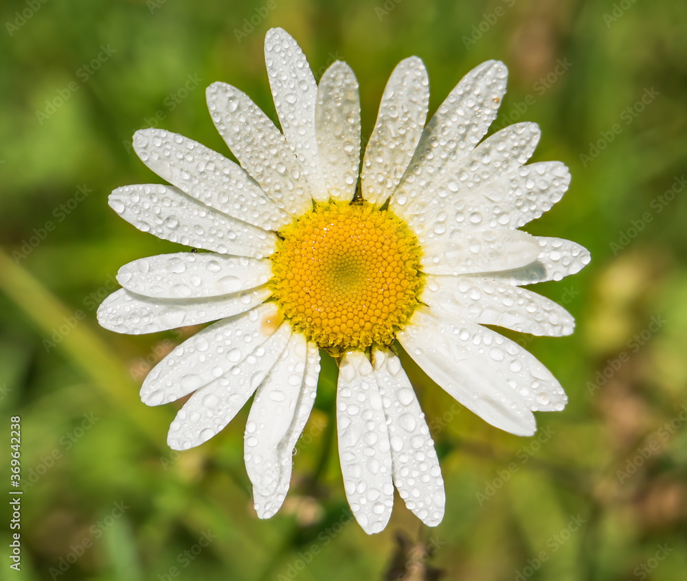 Fototapeta premium Leucanthemum vulgare also known as ox-eye daisy, oxeye daisy, dog daisy flower. Close up with a yellow white flower.