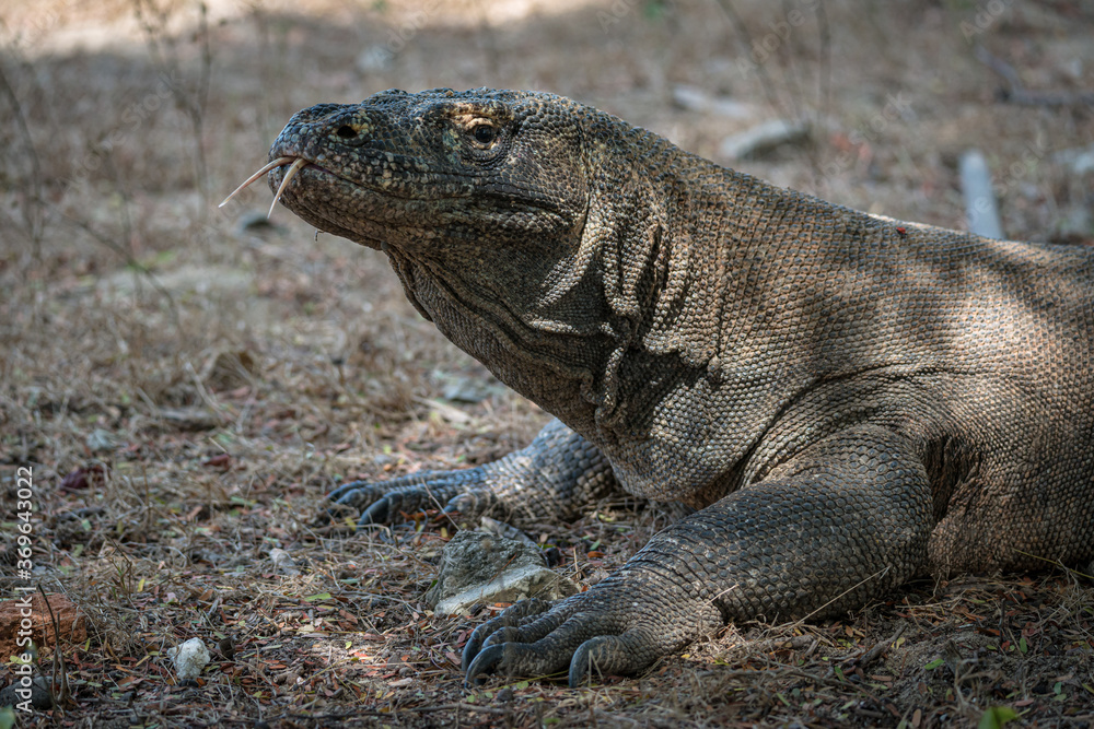 Obraz premium Komodo dragons seen on Komodo Island