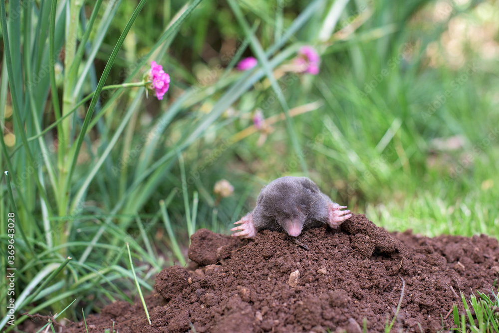 A mole has emerged on the surface of the soil in a flower garden A mole has emerged on the surface of the soil in a flower garden