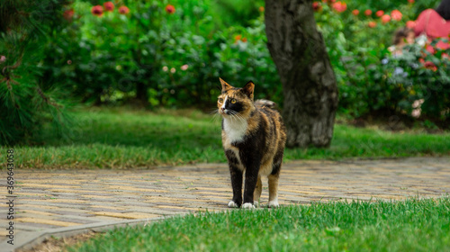 кот