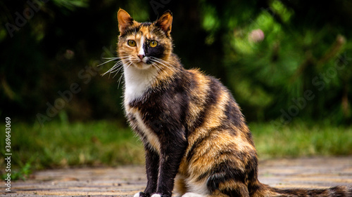 кошка
