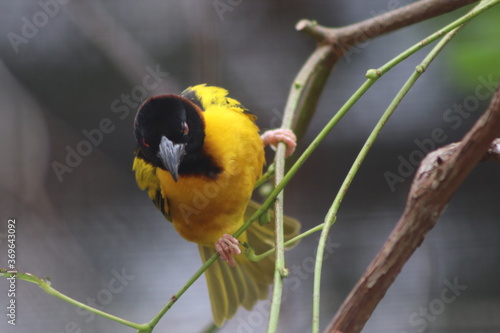 Yellow Songbird