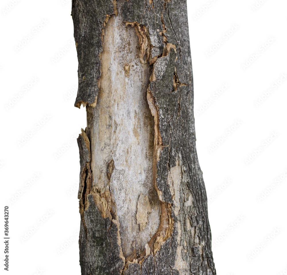 Fototapeta premium Brown textured bark, alive and growing isolated on white