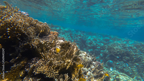 Fototapeta Naklejka Na Ścianę i Meble -  coral reef in the red sea
