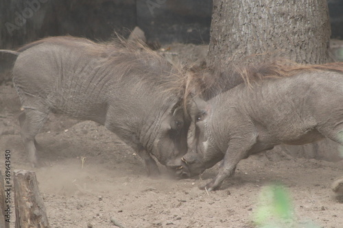 Warthog fighting