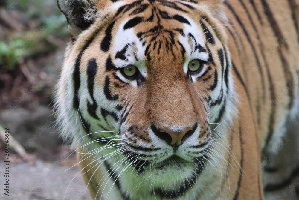 Amurtiger Closeup